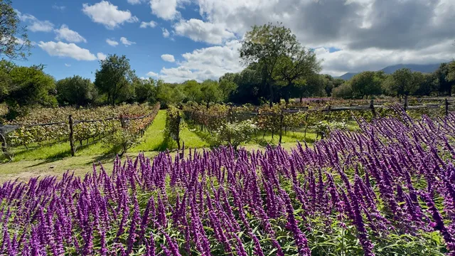 Aráoz de Lamadrid Hotel & Bodega