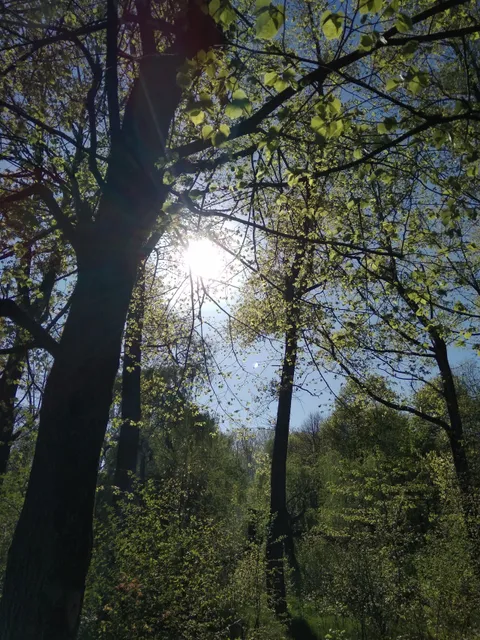 Park Novonarodzhenykh