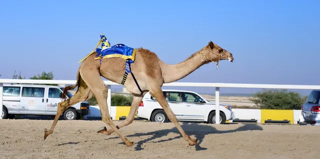 Shahaniyah Camel Race Track