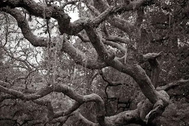 Taylor mountain regional park