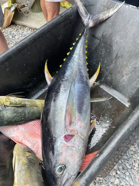 Alabama Deep Sea Fishing Rodeo Site