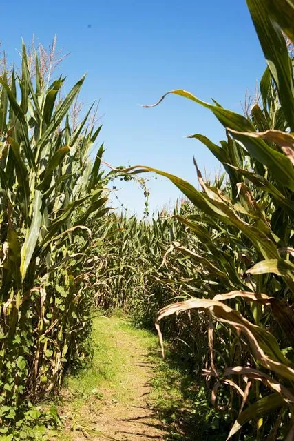 P-6 Farms - Houston's Best Pumpkin Patch & Fall Festival