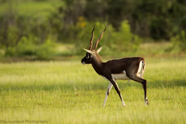 Jayamangali Blackbuck Conservation Reserve