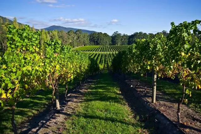 Wild Estate - The Untamed Winery