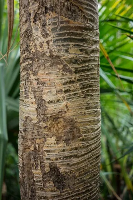 Phatthalung Botanical Garden