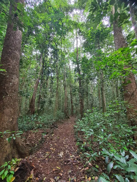 Wongabel State Forest