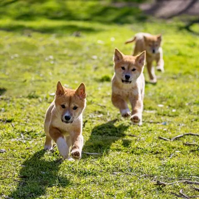 Dingo Discovery Sanctuary, Research and Education Centre