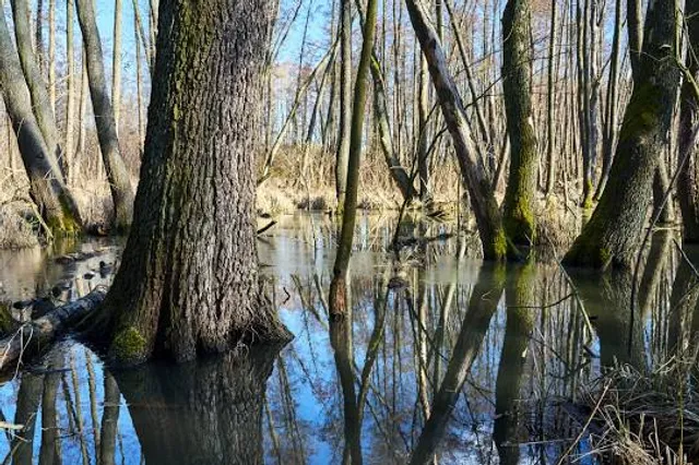 Ebenezer Swamp Ecological Preserve