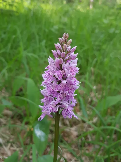Naturschutzgebiet Tannbüel