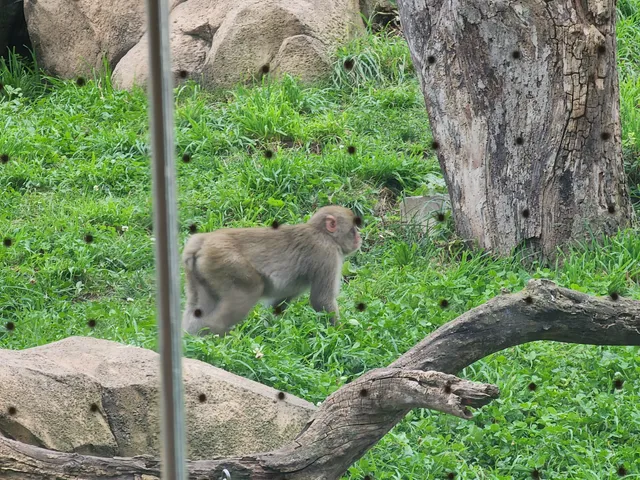 Regenstein Macaque Forest