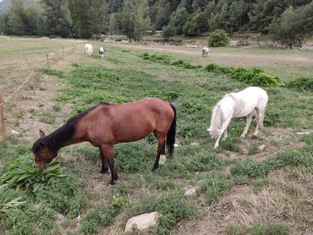 Apartaments Pastoret, ca la Quima