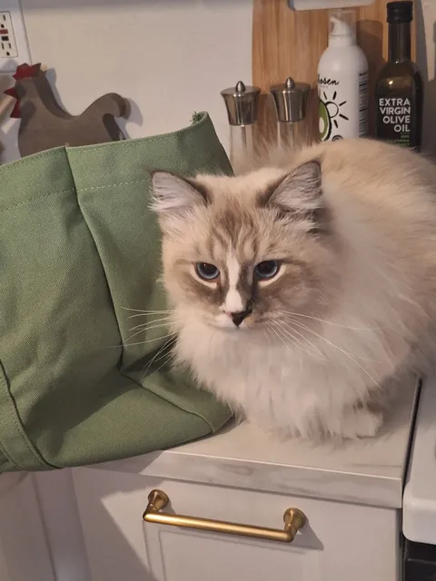 MEOW! A Cat Sitting Company-Your Trusted Cat Sitters