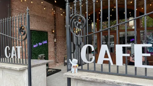 Boops & Beans Cat Cafe