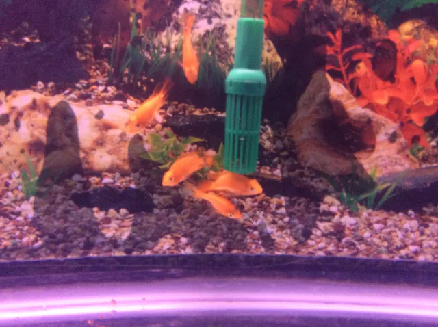 Tin Tin Trading Inc.- Wholesale Only