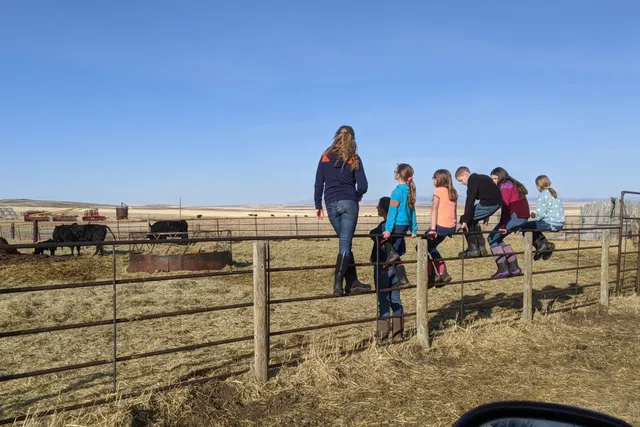 Stone's Blackrock Cattle