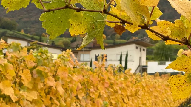 Tenuta Klaus Lentsch