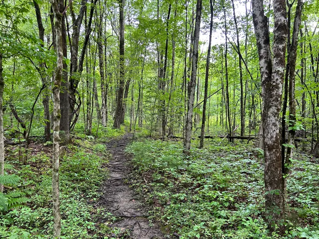 Mass Audubon's Lynes Woods Wildlife Sanctuary