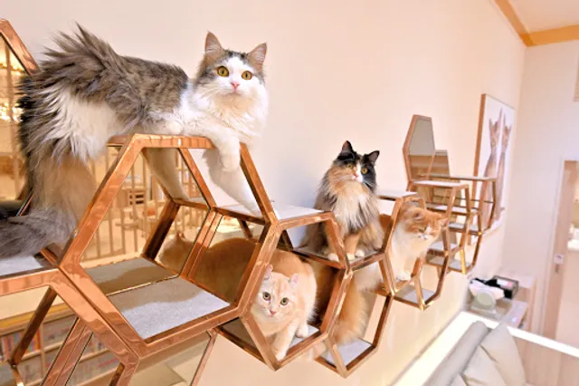 cat cafe MOCHA AEON MALL Makuhari New City Store