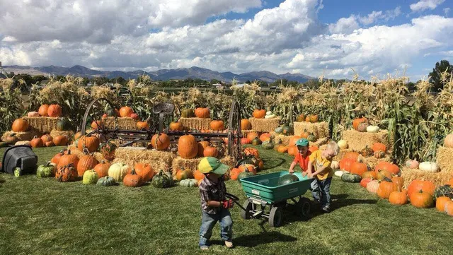 Mabey's Pumpkin Patch