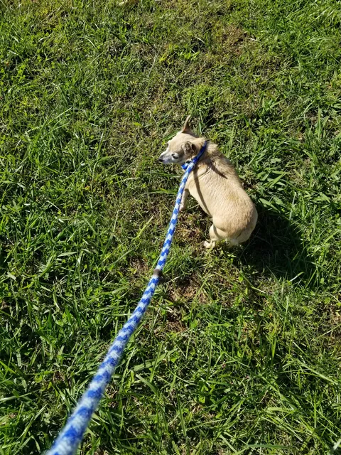 Humane Society of Amherst County