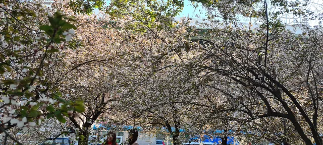 Cherry Blossom Garden