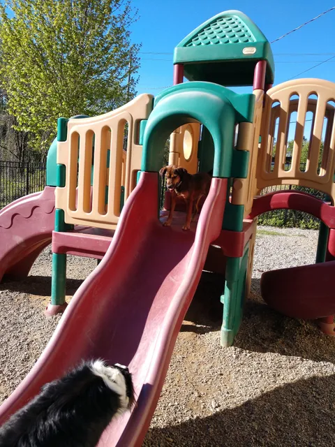 Pampered Pets Inn & Spa