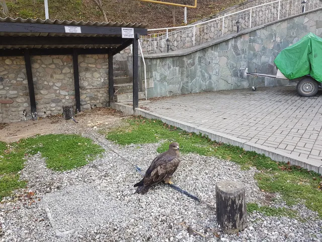 Falcon nursery "Sunkar"