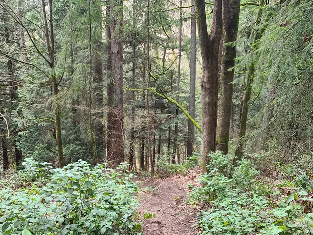 Shelton View Forest - 234th PL SW Trailhead