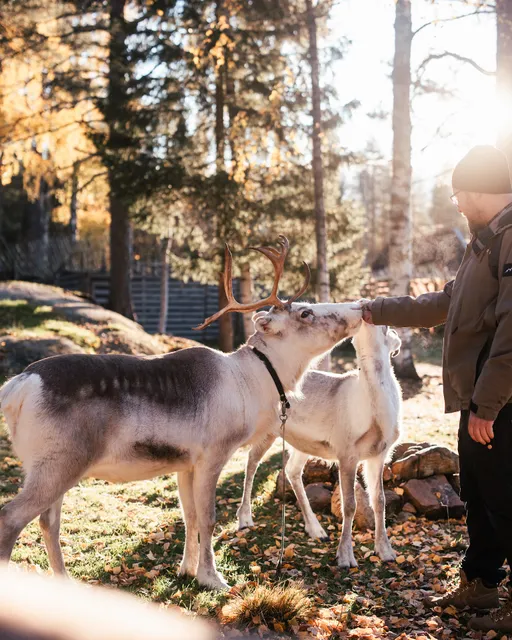 Santa Claus Reindeer