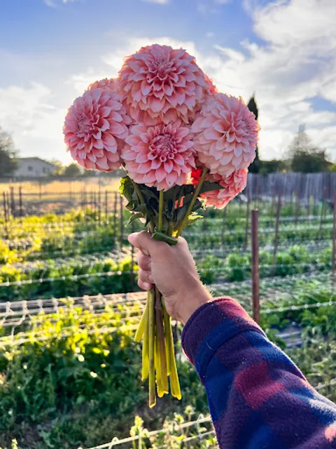 Vallejo Street Dahlias