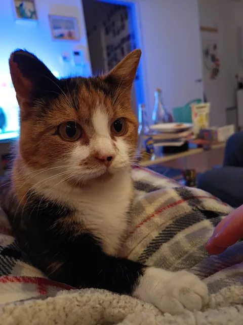 Dierenasiel ROZE - Eindhoven