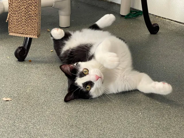 Guilford County Animal Services