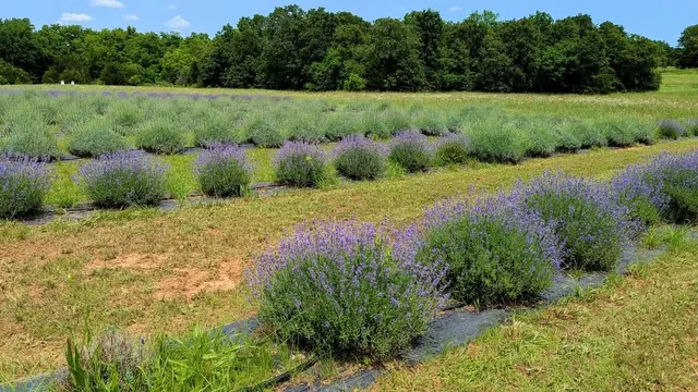 Lakeview Lavender Farm