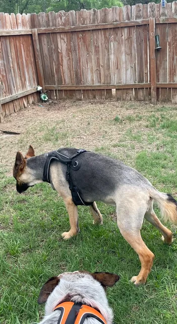 Shear Magic Pet Grooming & Boutique