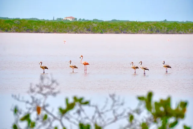 Flamingo Pond Overlook