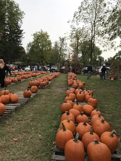 Ward's Farm Pumpkin Patch