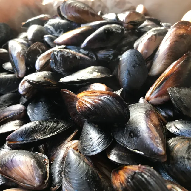 Yağhanelermidyecisi