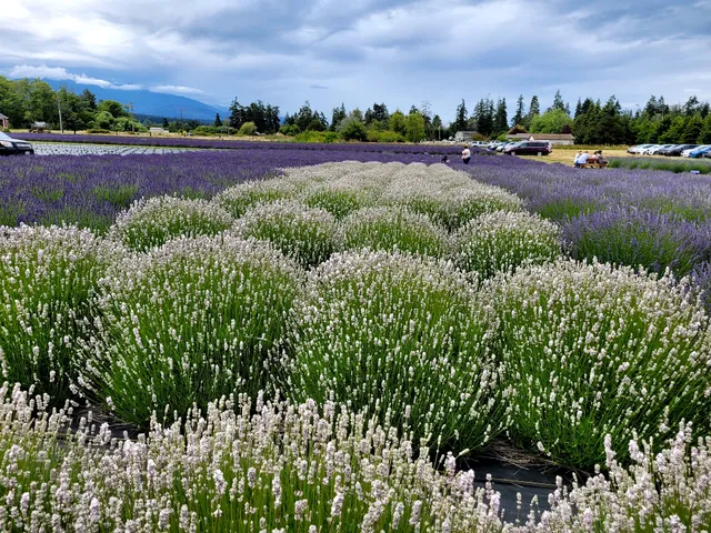 Sequim Lavender Festival