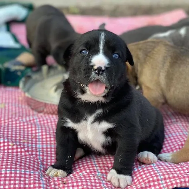 Humane Society For Inland Mendocino County