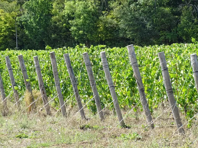 Vignoble des Voeux - Martin Ebersbach