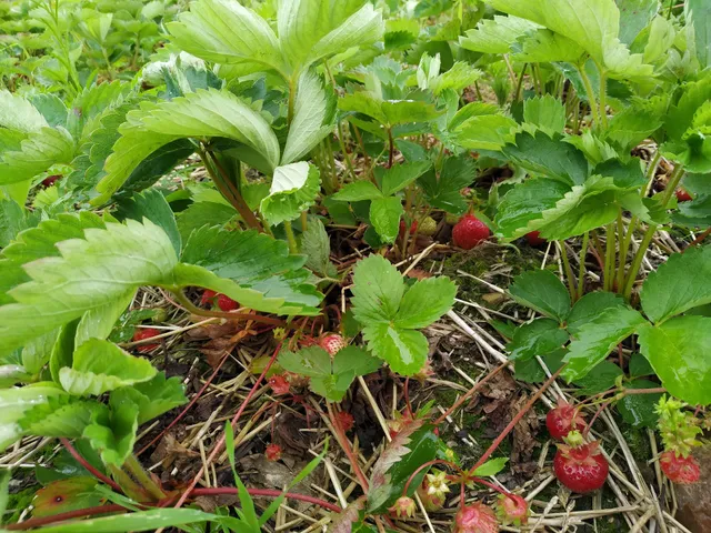 Aufdenkampe Family Farm