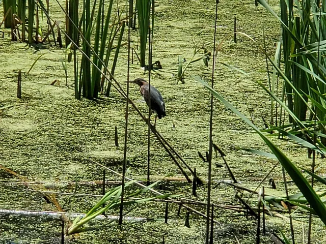 Bluemont Park Cattail Pond