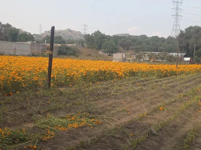 Flor de Cempasúchil "Mi Lindo Zapotitlán"