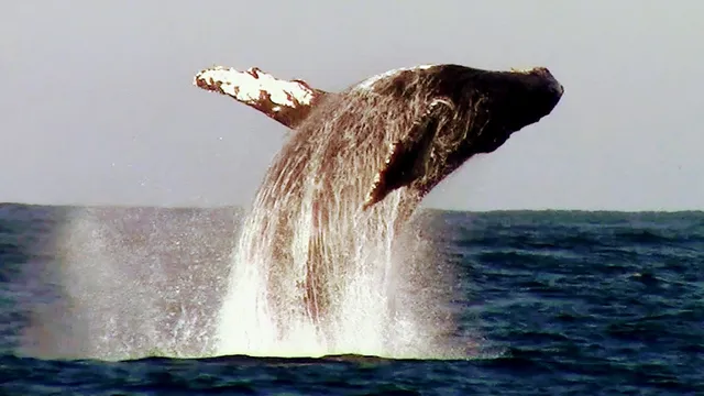 Chris' Fishing and Whale Watching