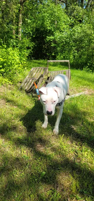 Canine Rescue of Central PA