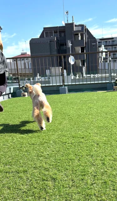 ペットサロンブリスオブパラダイス