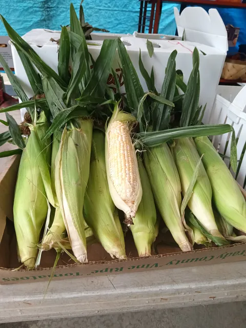 Sharon's Place Toccoa