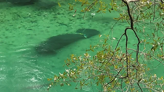 Friends of Blue Spring State Park