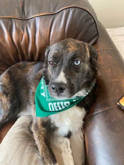 Healthy Pets of Hayden Run