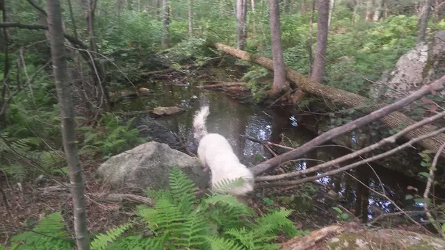 Quisset Wildlife Management Area